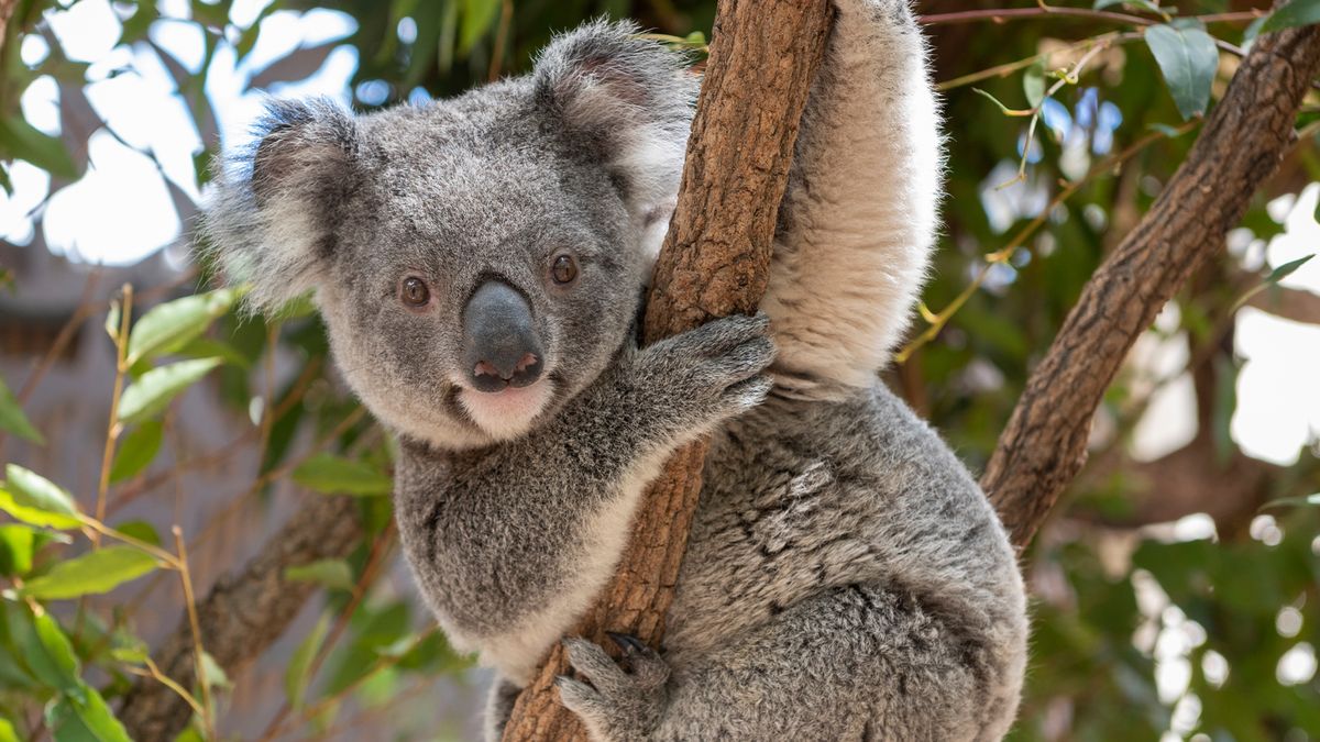 Bajka: Jak šel koala s kání a sršní hledat ztracené iluze